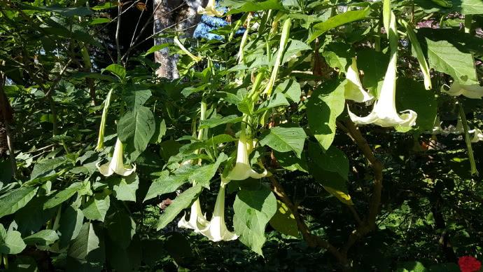 木本植物冬季不让休眠可以吗