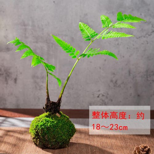 蕨菜植物盆景(蕨菜是什么季节的植物)