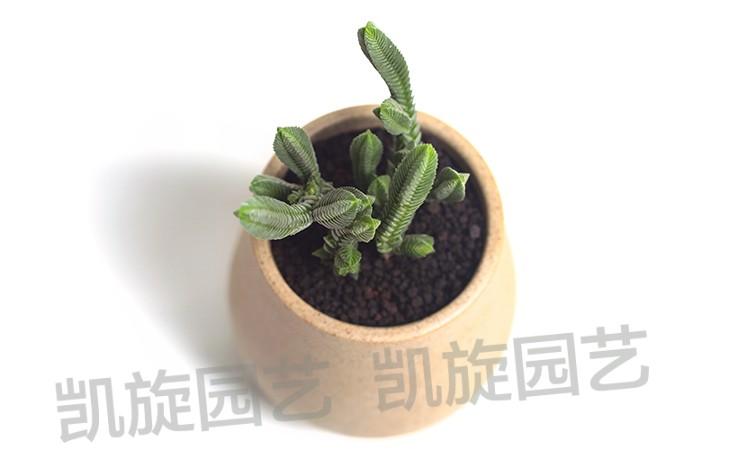 <strong>若绿多肉植物(绿羊绒多肉植物有毒吗)</strong>