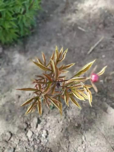 高锰酸钾植物(高锰酸钾植物消毒比例)