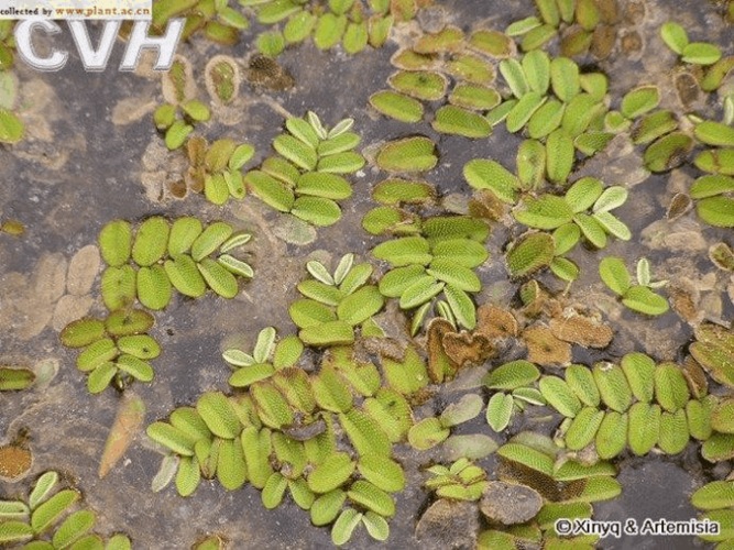 水生植物科属(十种常见的水生植物)