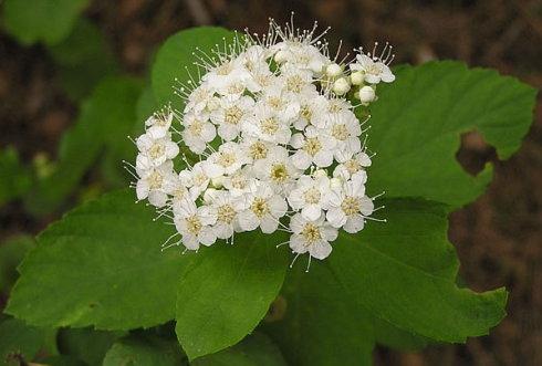 常见植物科属以及特征(常见植物名称和特