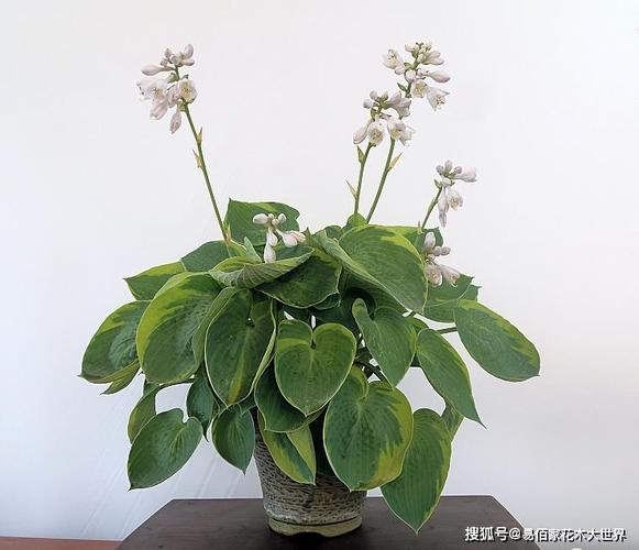 冬天也能养的植物(适合冬天养的植物)