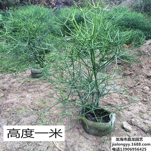 光棍树是什么植物(光棍树是什么植物区