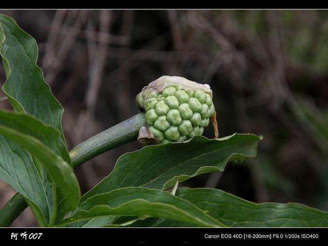 <strong>天南星科植物都有毒吗(天南星科有毒的品</strong>