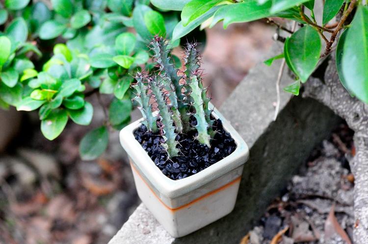 多肉植物萝科(萝藦多肉植物)