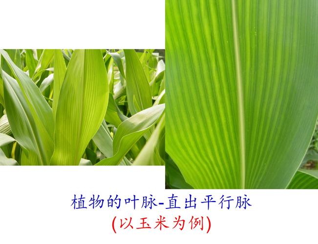 <strong>植物叶脉中间发黄(叶脉变绿,中间发黄是</strong>