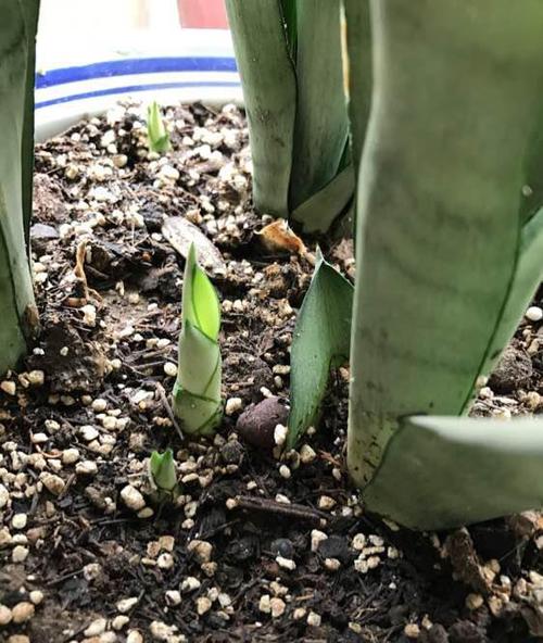 盆栽植物虫卵(植物起白色的虫卵)