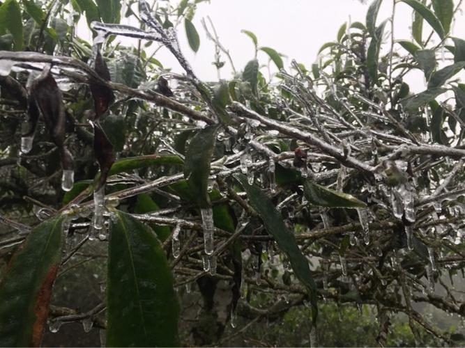 植物怎样预防寒流