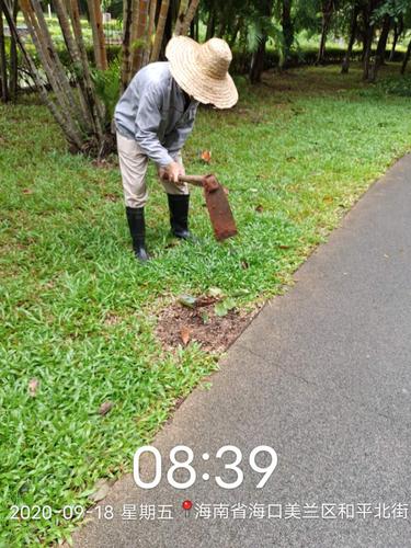 地被植物养护(地被植物养护定额)