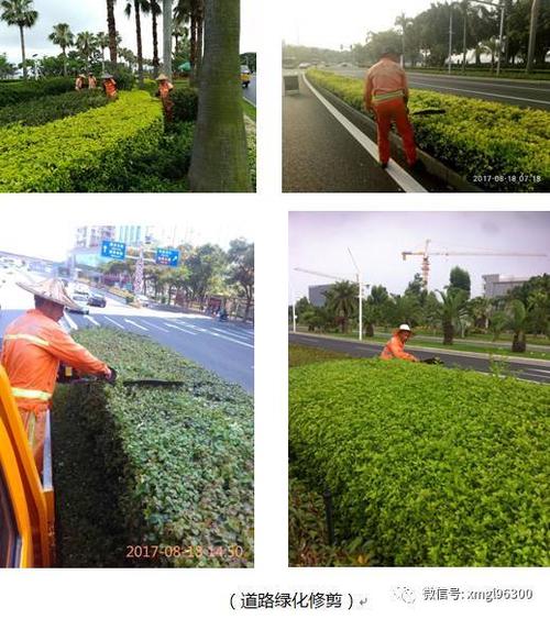 道路绿化植物(公路边绿化植物有哪些)