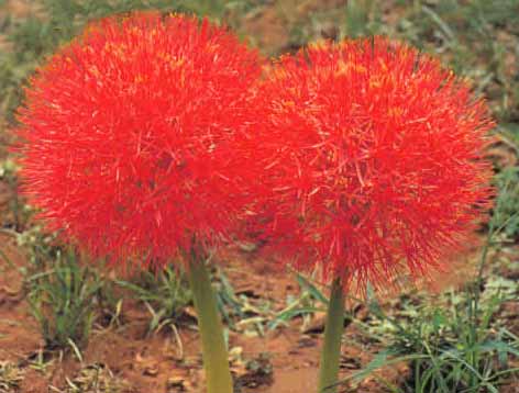 什么是石蒜科植物(石蒜科植物特点)