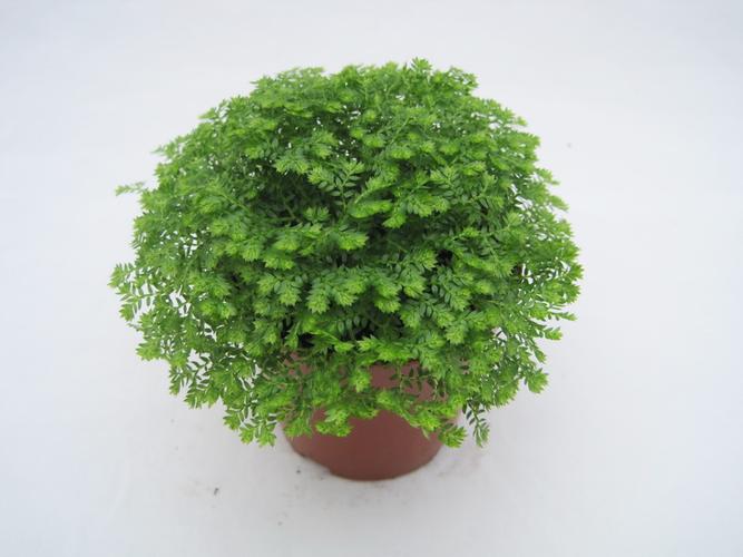 <strong>植物照片及简介(拍摄植物照片的技巧)</strong>