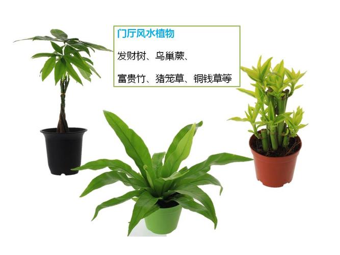 室内小植物盆栽有哪些(室内大型盆栽植物