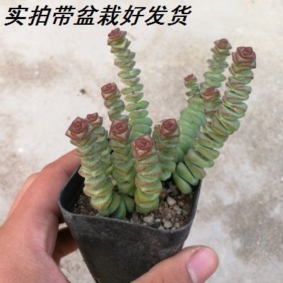 钱树多肉植物