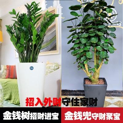 跟金钱兜类似的植物(植物金钱兜图片)