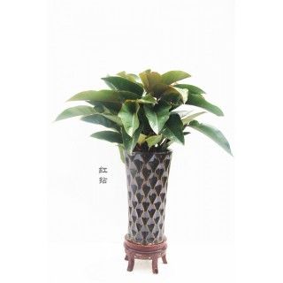 植物红钻养护(植物红钻的风水作用)