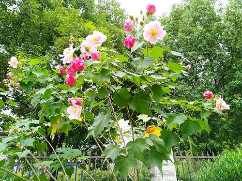 芙蓉树是什么植物(芙蓉树是什么样子的