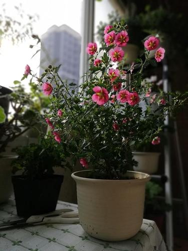 室内木本开花植物(适合室内养的木本开花