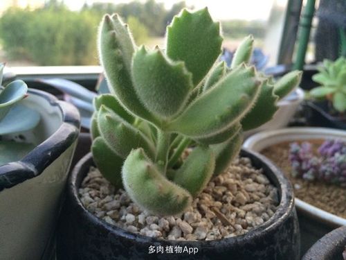 植物熊掌是什么(关于熊掌植物的相关资料