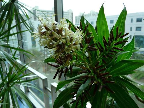 与百合竹像的植物(百合竹长花龙血树植物