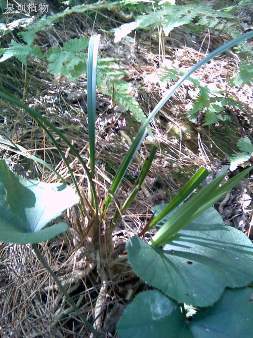 野生植物大全名字和(野生植物大全名字和