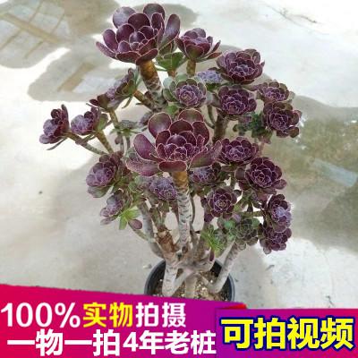 多肉植物黑法师(黑法师多肉图片)