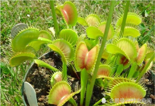 食肉植物的养殖(食肉植物大全)