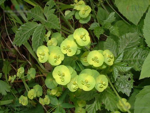 <strong>AA植物草本(植物草本药膏)</strong>