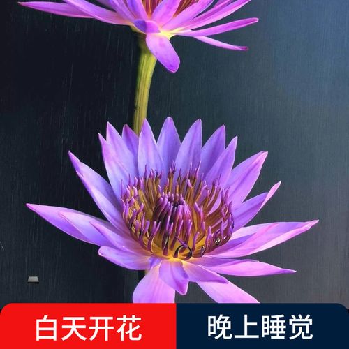 莲花佛花的寓意(佩戴莲花佛的寓意是什么