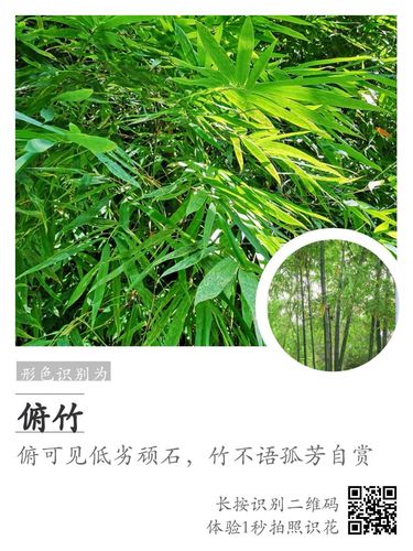 开喉剑植物怎么食用(开喉剑药材植物)