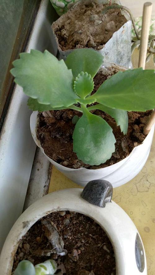 多肉植物落地生根(多肉植物落地生根有多