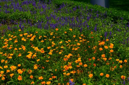 北京花圃植物(北京花圃批发基地)