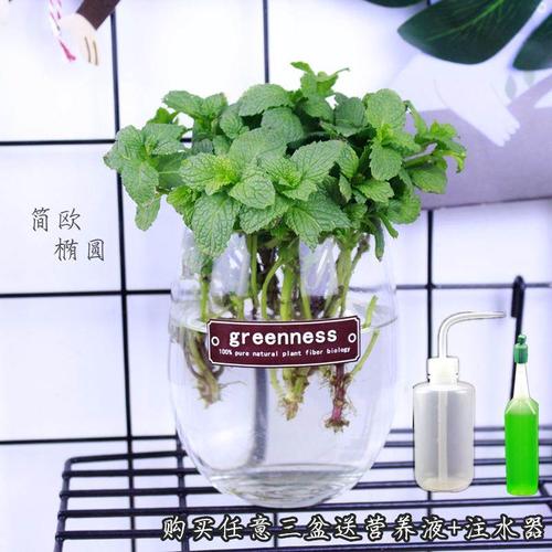 北方水培植物(水培植物怎么种植)