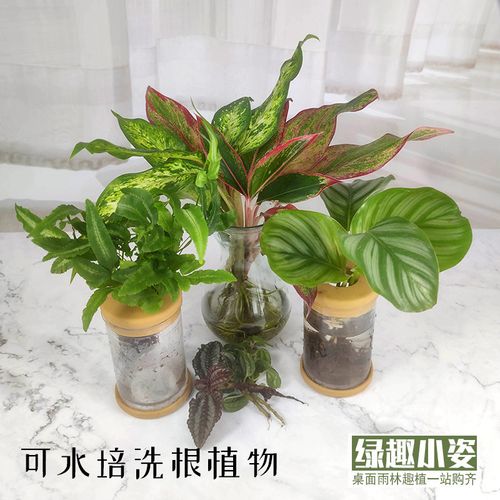 家养耐湿植物(家养耐阴植物有哪些)