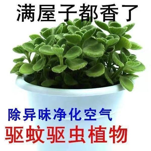 冬天耐冻的植物(冬天在室外冻不死的植物)