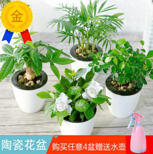 水培植物能再改盆栽吗