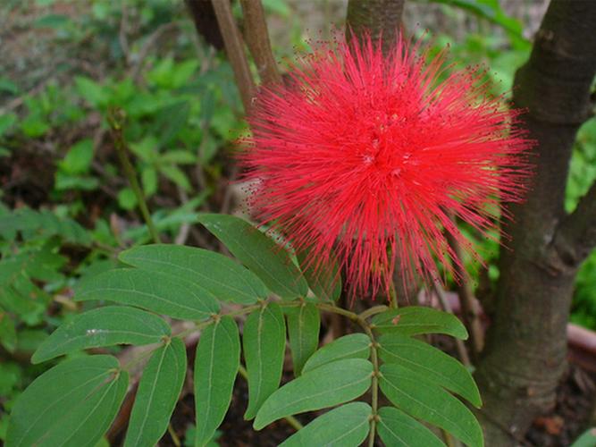 花类药用植物大全(药用植物名称大全)