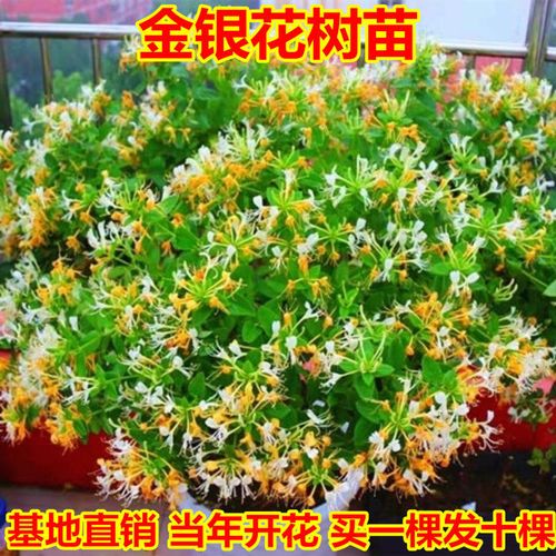 金银花花期(金银花花期)