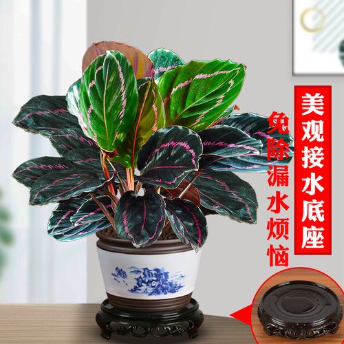 彩虹植物怎么养(彩虹植物怎么养殖)