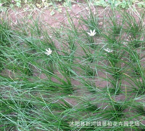 北方常绿草本地被植物(适合北方庭院的常