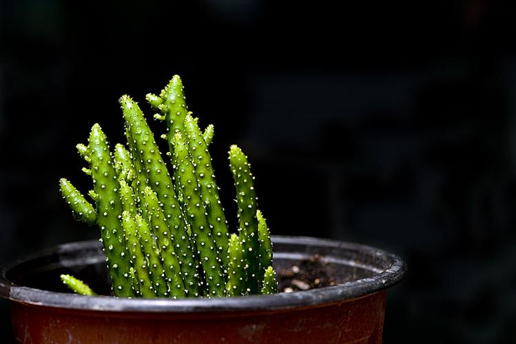 夏季植物休眠要控水吗(夏季休眠的植物有