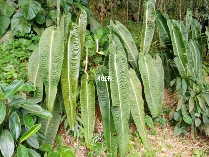 南美植物大全(南美鼠刺是什么植物)