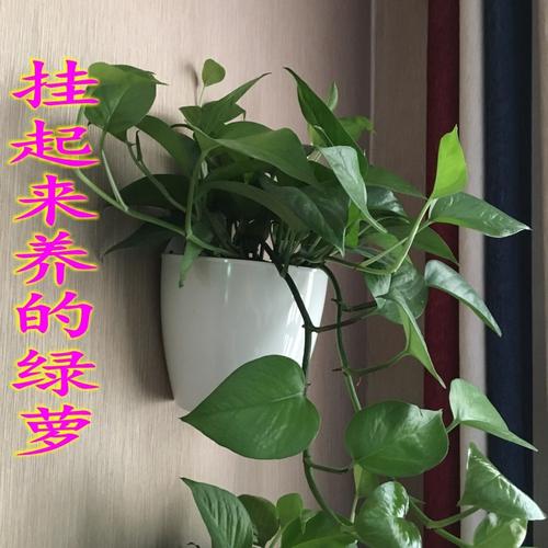 绿罗植物杆茎细为什么