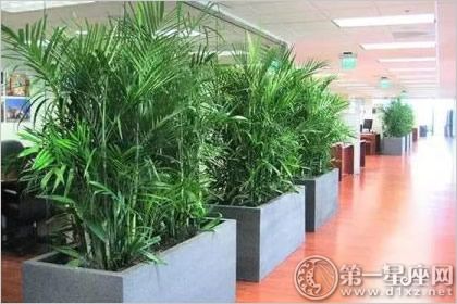 办公室植物方案(适合办公室养的植物)