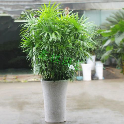 办公室绿色植物(办公室绿植租摆一般价格