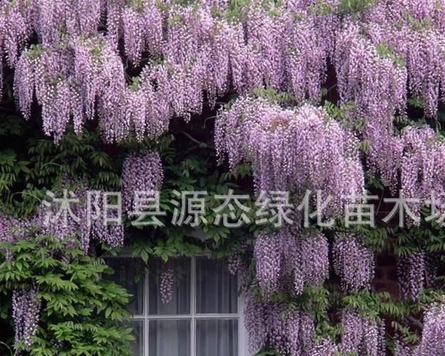 绿化植物绿叶紫花什么名字