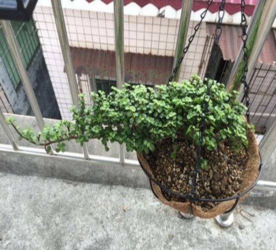 金枝玉叶植物多少钱(植物金枝玉叶的寓意