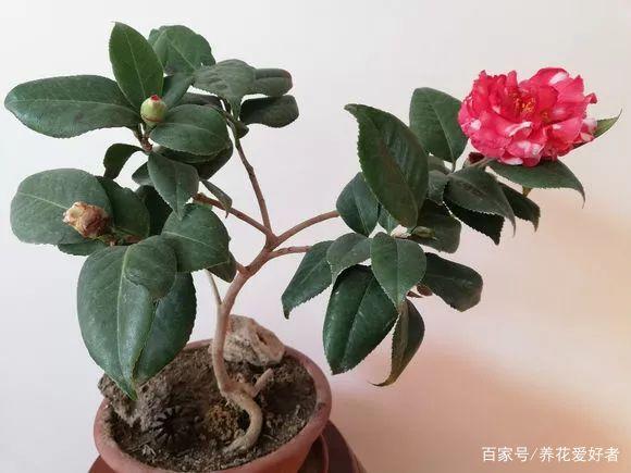 冬季盆栽植物(冬季种植什么花卉植物)