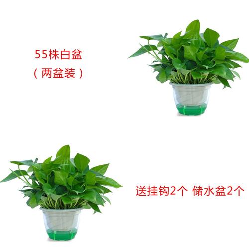 室内植物哪些号好(冬天好养的室内植物有